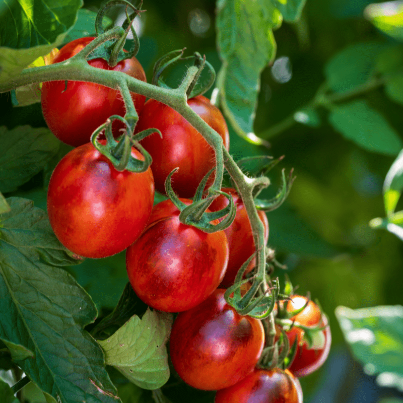 Grafted Vegetable Plants