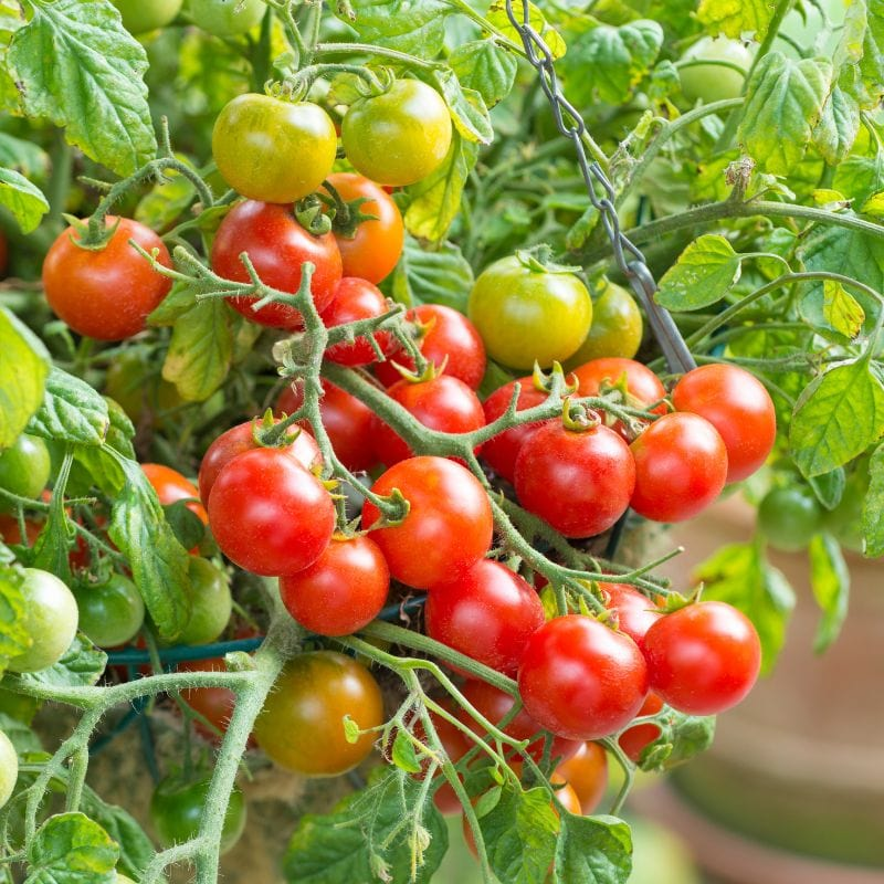 Outdoor Tomato Plants