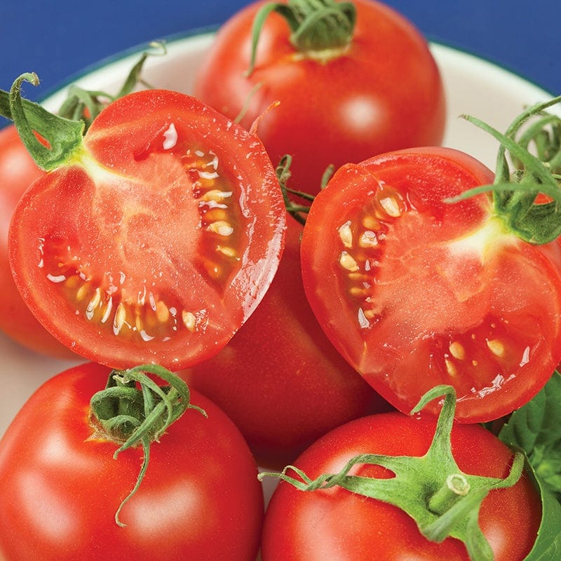 Blight-Resistant Tomato Plants