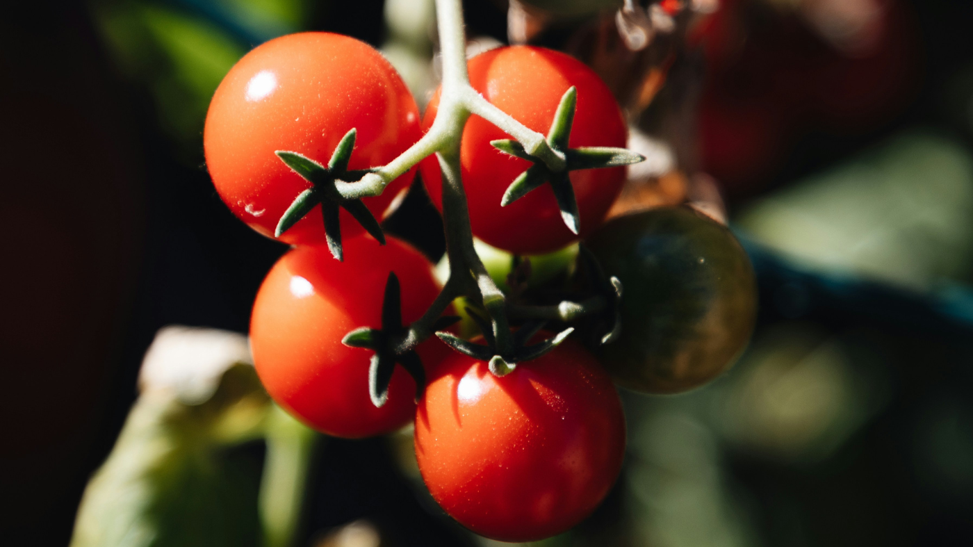 Cherry Tomato Plants