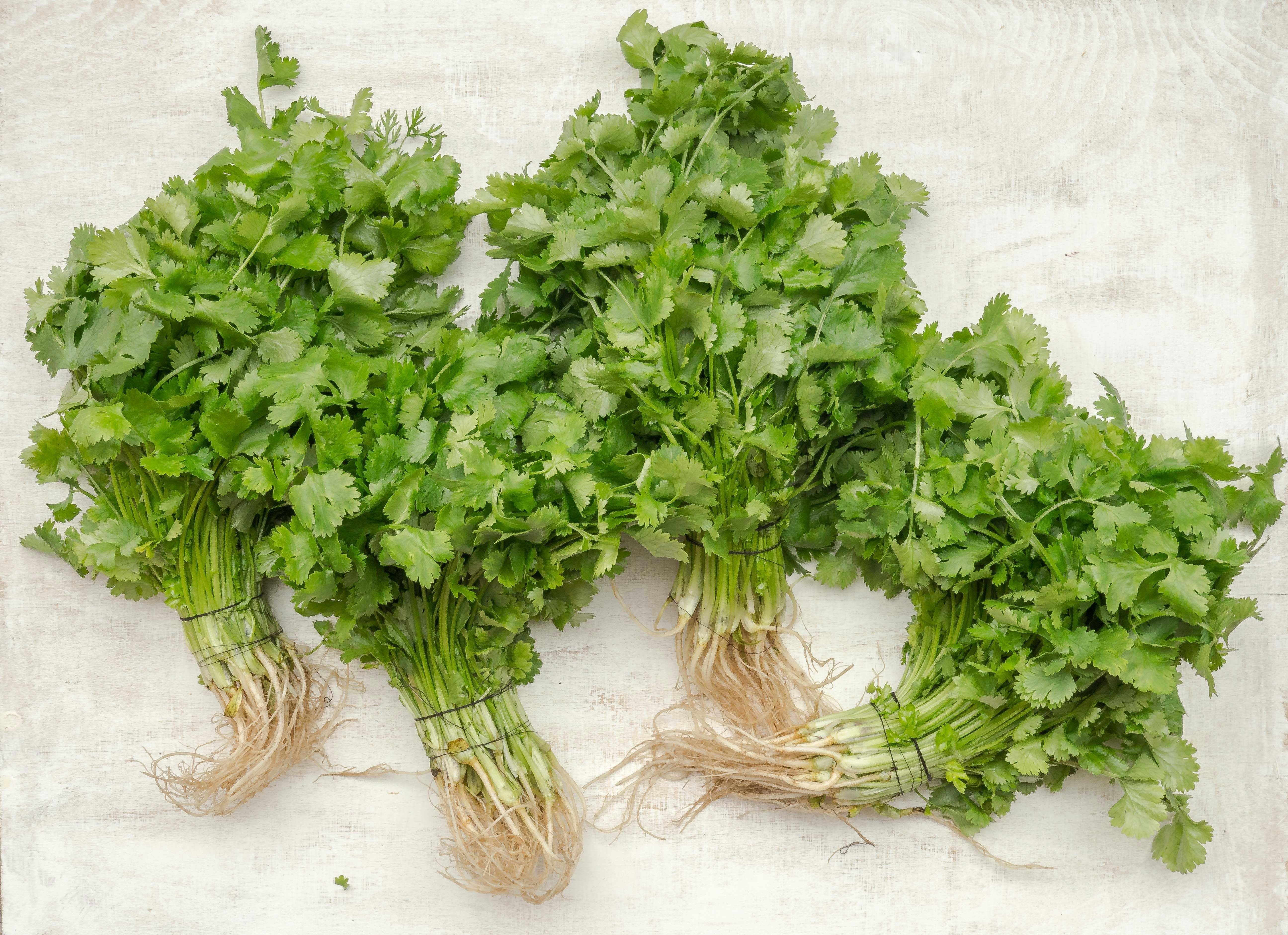 Coriander Seeds