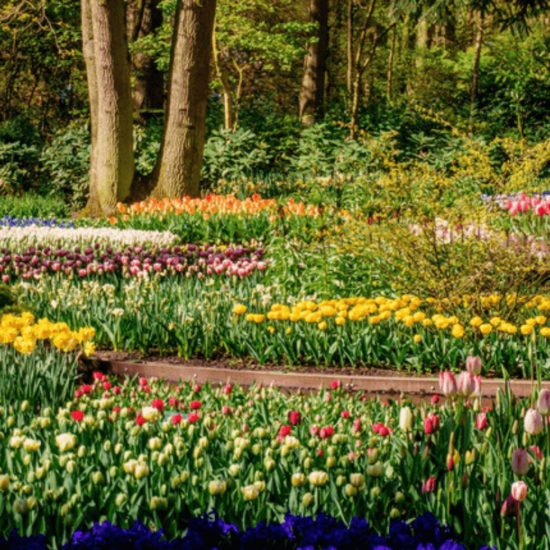 Vegetables to Plant in March