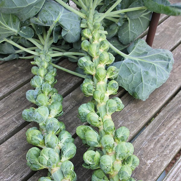 Brussels Sprout Season Long Cropping Seed Collection
