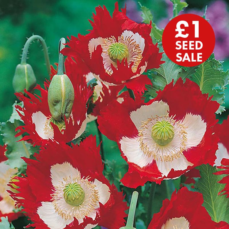 250 Seeds Poppy Victoria Cross Seeds