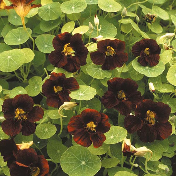 Nasturtium Tom Thumb Black Velvet Seeds