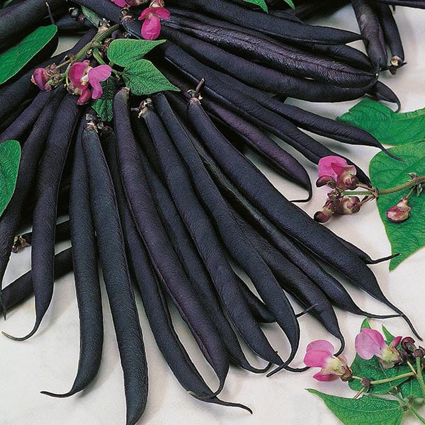 Dwarf Bean Purple Queen Seeds