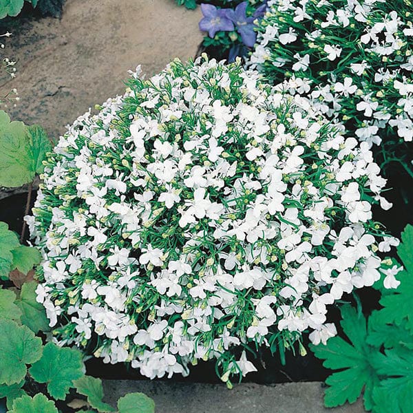 Lobelia White Lady Seeds