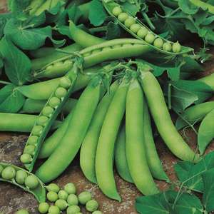 Pea Jaguar (Second Early) Vegetable Plants