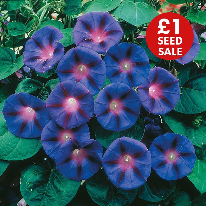 Morning Glory Grandpa Otts Seeds