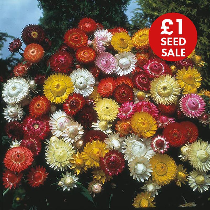 Helichrysum Kingsize Mixed Seeds