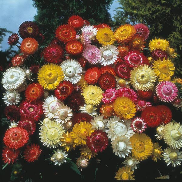 Helichrysum Kingsize Mixed Seeds