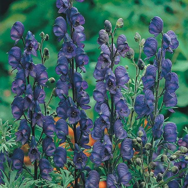 Aconitum napellus Seeds