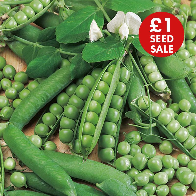 Pea Ambassador Seeds