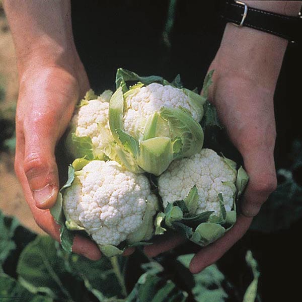 Cauliflower Candid Charm F1 Seeds