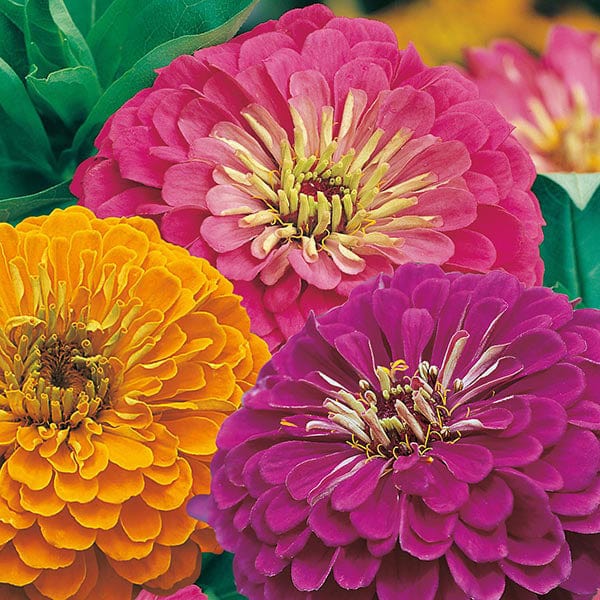 Zinnia Jazz Seeds