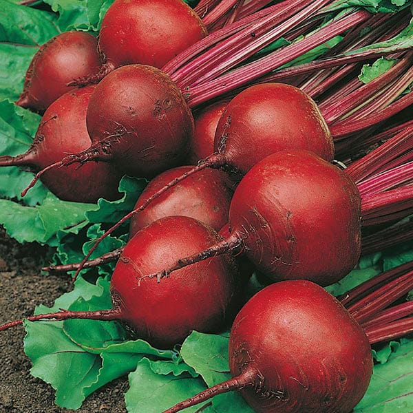 Beetroot Red Ace F1 Seeds