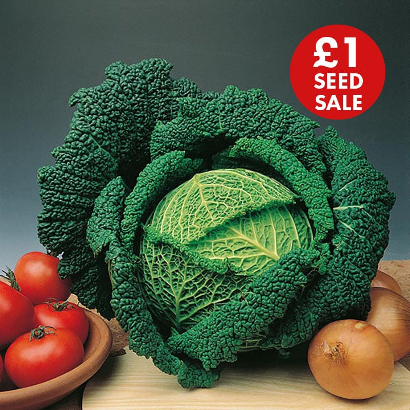 Cabbage Traviata F1 AGM Seeds