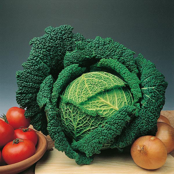 Cabbage Traviata F1 AGM Seeds