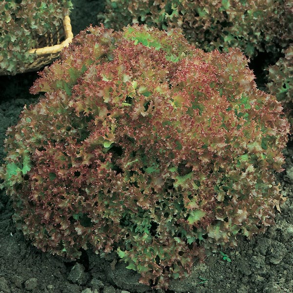 Lettuce Lollo Rossa Seeds