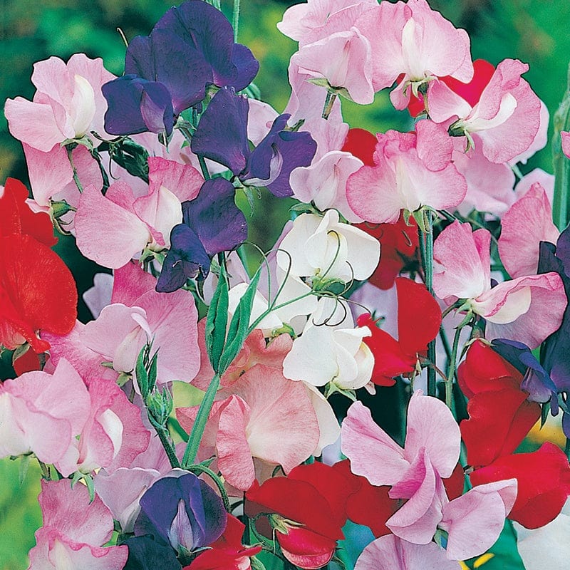 Sweet Pea Spencer Mixed