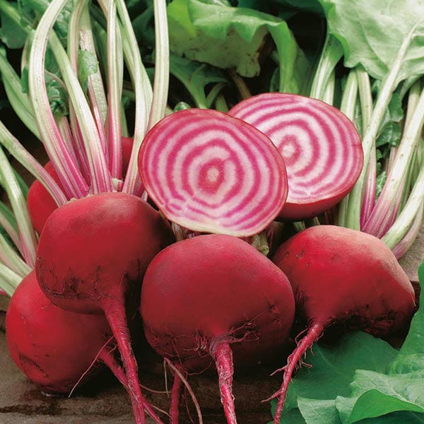 250 Seeds Beetroot Chioggia