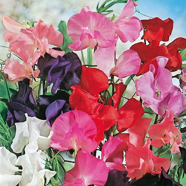 Sweet Pea Tall Mixed Seeds