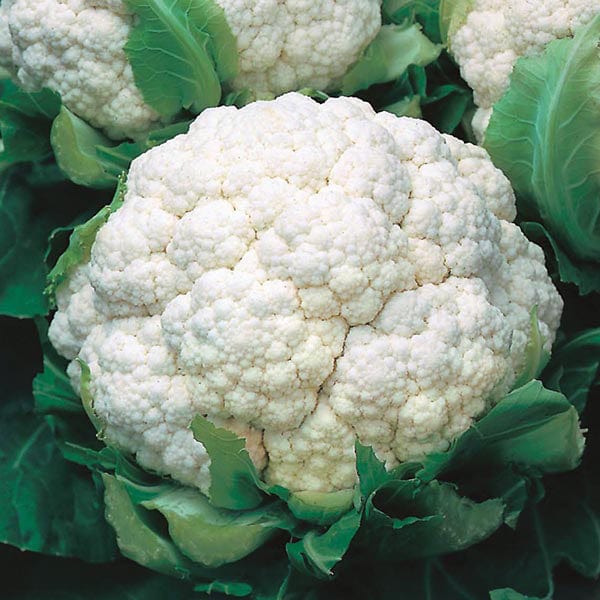 Cauliflower Walcheren Winter 3-Armado April Seeds