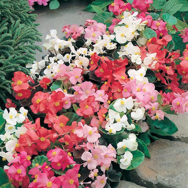 Begonia Mr F's Special Mixed F1 Seeds