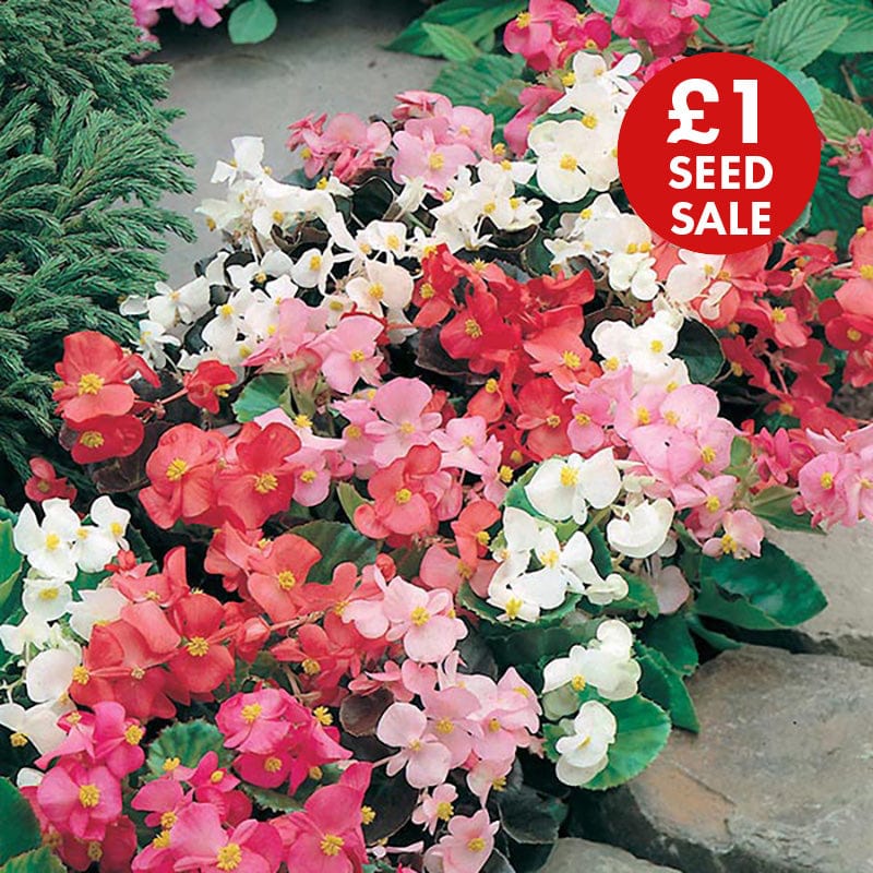 Begonia Mr F's Special Mixed F1 Seeds