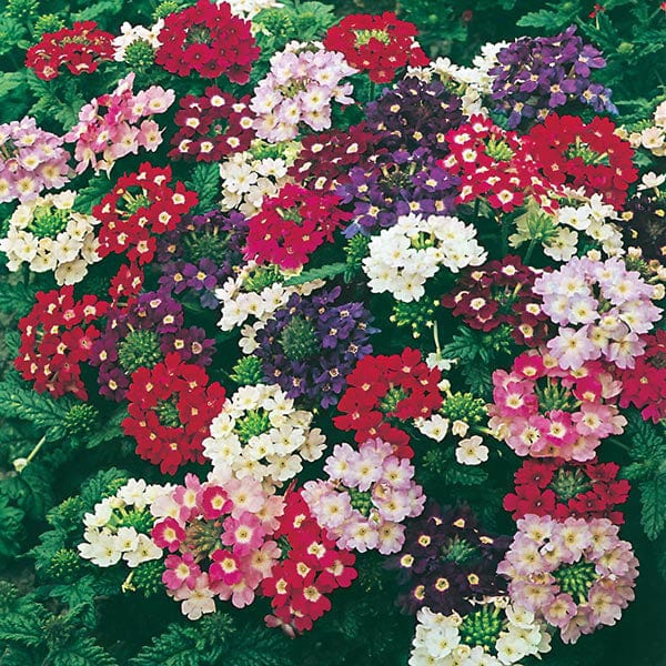 Verbena Compact Mixed Seeds