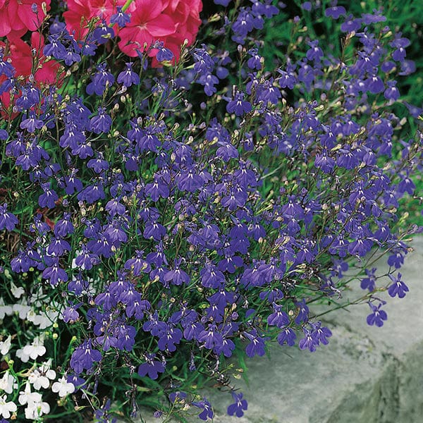 Lobelia Sapphire Trailing Seeds