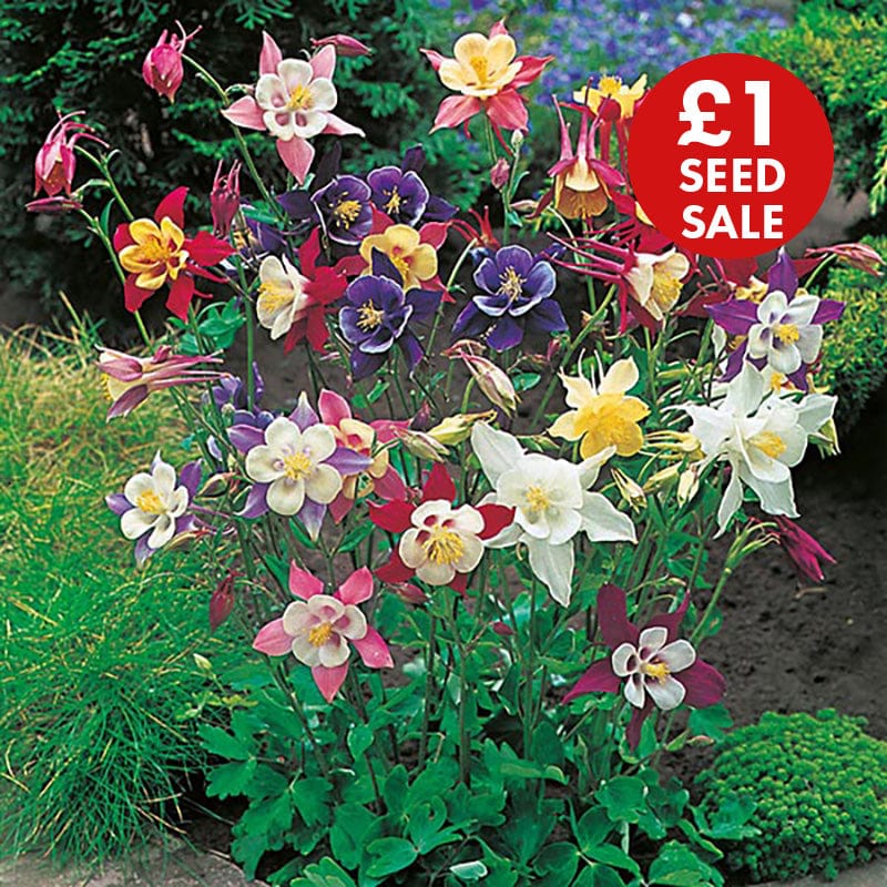 Aquilegia McKana Giants Mixed Seeds