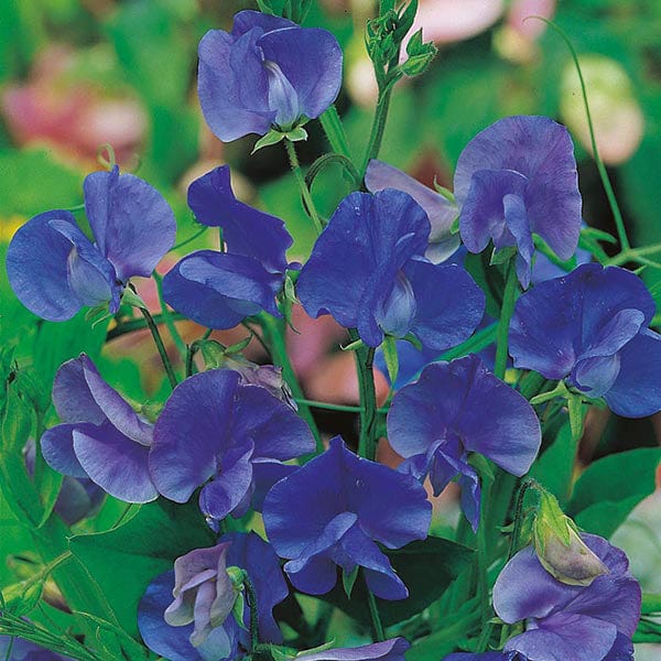 Sweet Pea Blue Velvet Seeds