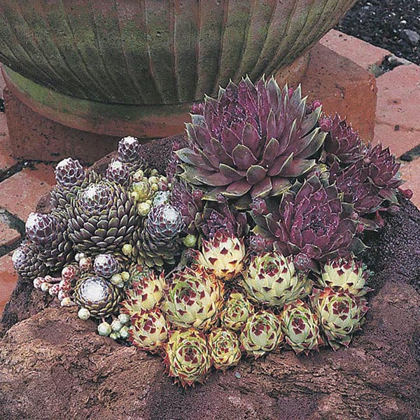 Sempervivum Mixed Species House Leek