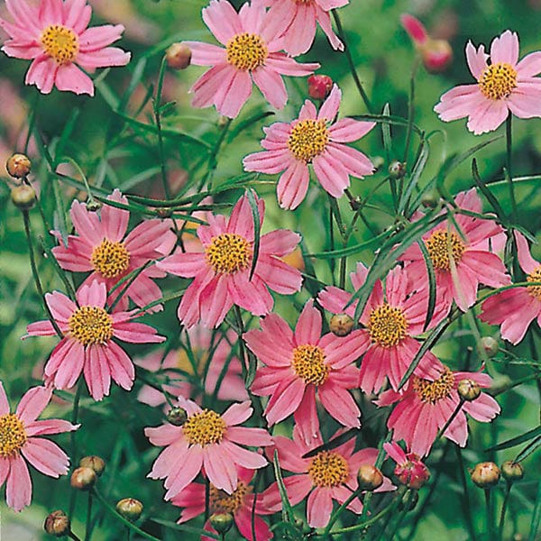 Coreopsis American Dream Seeds