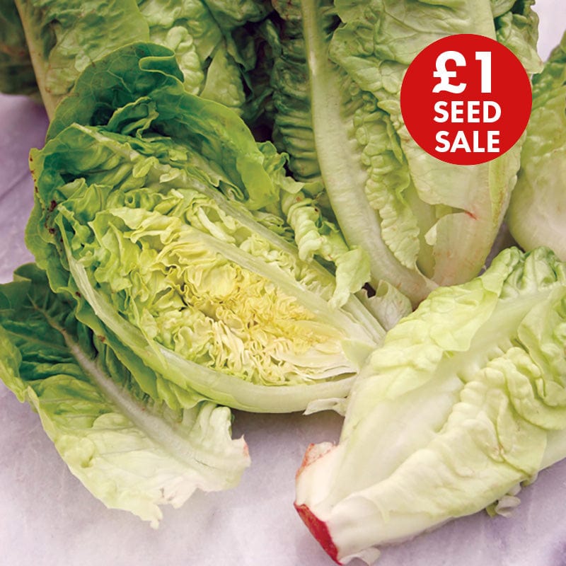 Lettuce Little Gem Seeds