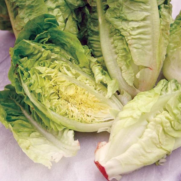 Lettuce Little Gem Seeds