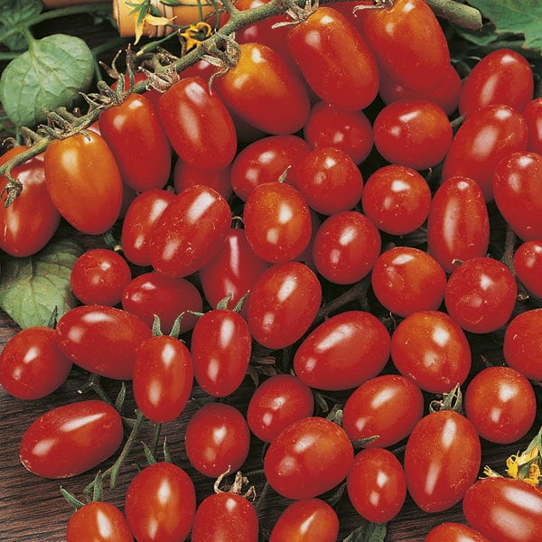 Tomato (Plum) Principe Borghese Seeds