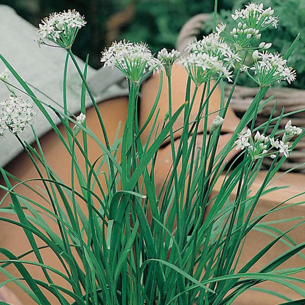 Garlic Chive Seeds