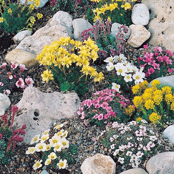 Saxifraga Mossy Mixed Seeds