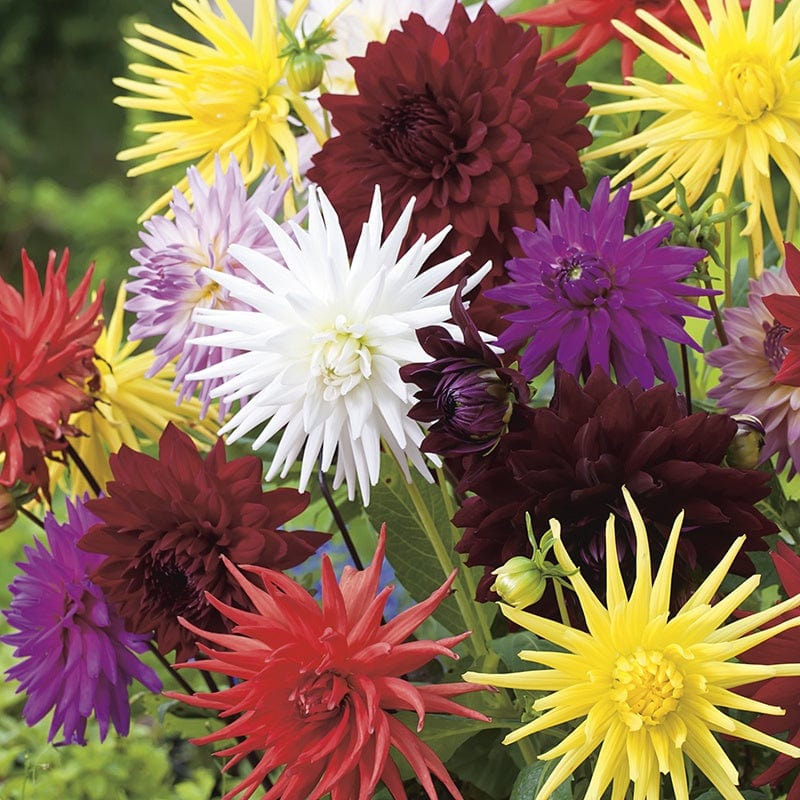 Dahlia Cactus Flower Hybrids Mixed Seeds