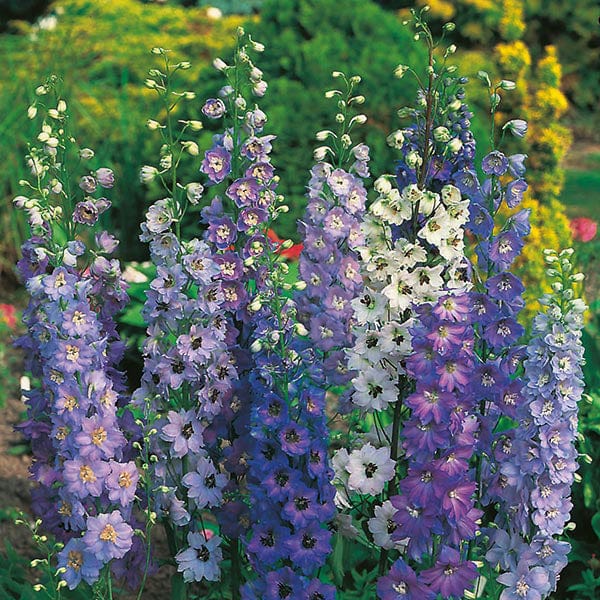 Delphinium Pacific Giants Mixed Seeds