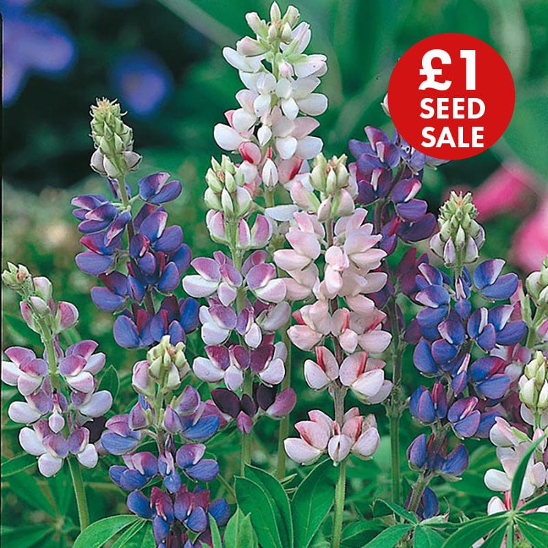 Lupin Pixie Delight Seeds