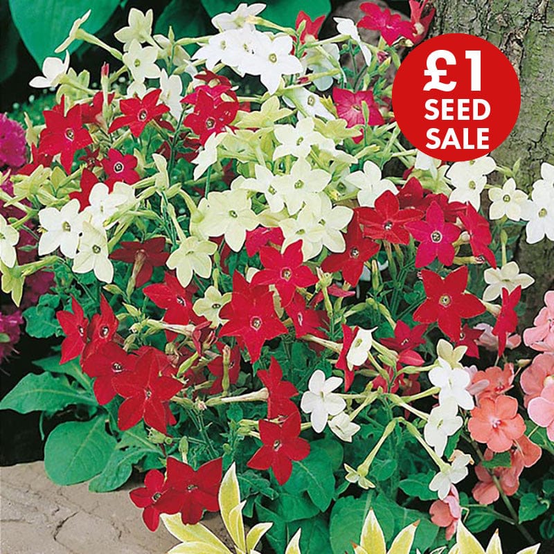 Nicotiana Roulette Mixed F2 Seeds