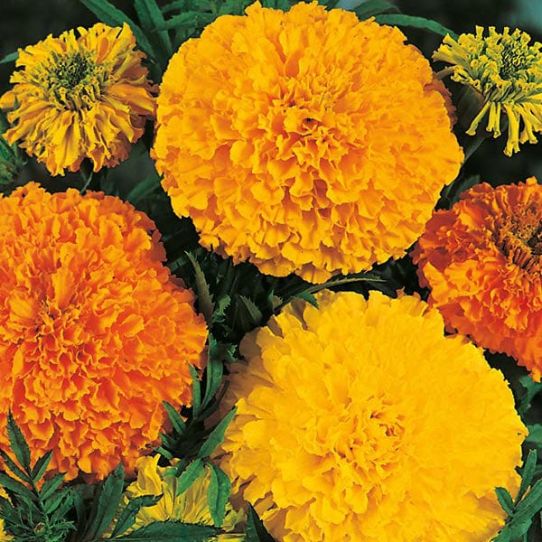 Marigold (African) Crackerjack Mixed Seeds