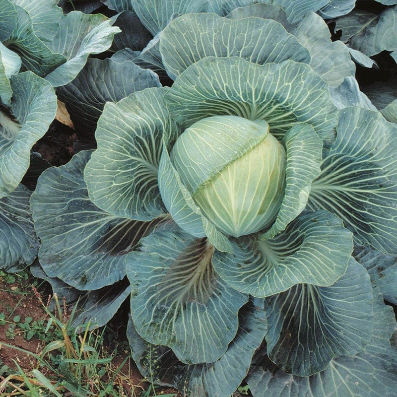 10 Plants EARLY Cabbage Kilaton F1 AGM Veg Plants