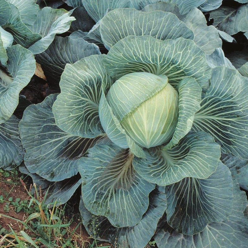 10 Plants LATE Cabbage Kilaton F1 AGM Veg Plants