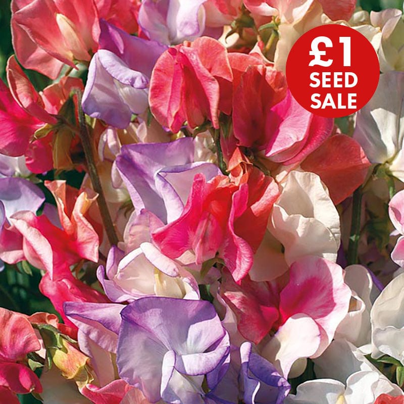 Sweet Pea Incense Mixed Seeds