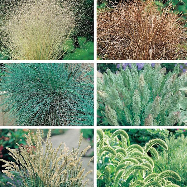 Ornamental Grasses Seed Collection