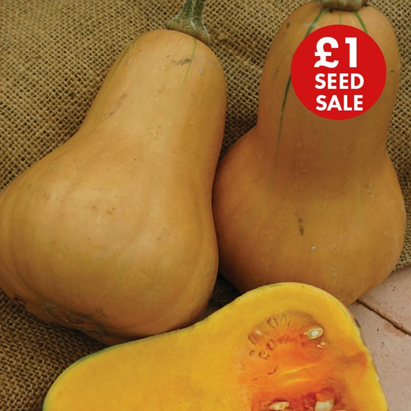 Squash (Butternut) Hawk F1 Seeds